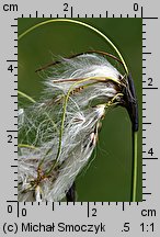 Eriophorum latifolium (wełnianka szerokolistna)