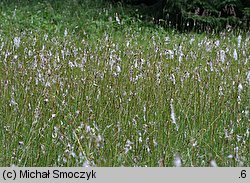 Eriophorum latifolium (wełnianka szerokolistna)