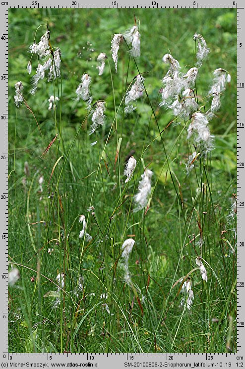 Eriophorum latifolium (wełnianka szerokolistna)