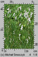 Eriophorum latifolium (wełnianka szerokolistna)