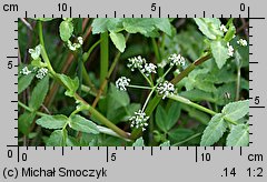Apium nodiflorum (selery węzłobaldachowe)