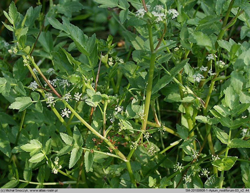 Apium nodiflorum (selery węzłobaldachowe)