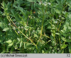 Apium nodiflorum (selery węzłobaldachowe)