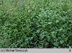 Apium nodiflorum (selery węzłobaldachowe)