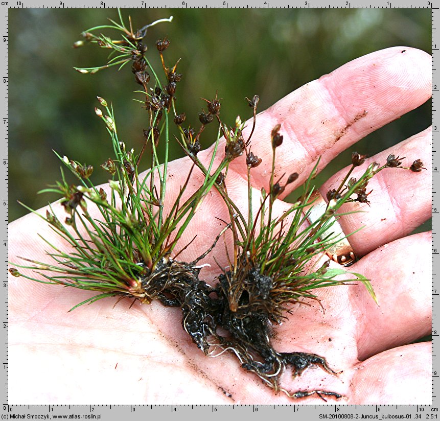 Juncus bulbosus (sit drobny)