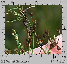 Juncus bulbosus (sit drobny)