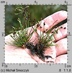 Juncus bulbosus (sit drobny)