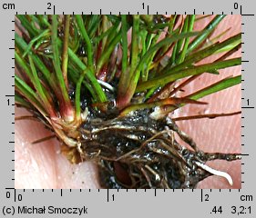 Juncus bulbosus (sit drobny)