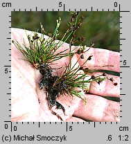 Juncus bulbosus (sit drobny)