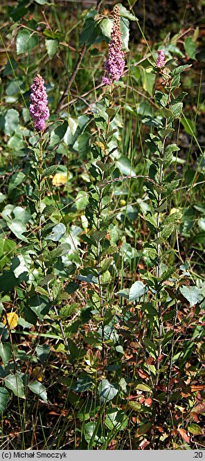 Spiraea tomentosa (tawuła kutnerowata)