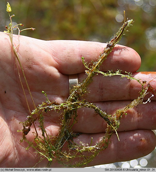 Utricularia minor (pływacz drobny)