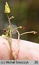 Utricularia minor (pływacz drobny)