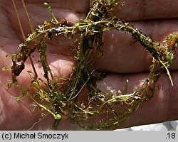 Utricularia minor (pływacz drobny)