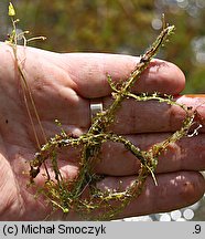 Utricularia minor (pływacz drobny)