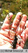 Drosera intermedia (rosiczka pośrednia)