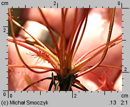 Drosera intermedia (rosiczka pośrednia)