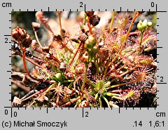 Drosera intermedia (rosiczka pośrednia)