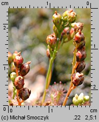 Drosera intermedia (rosiczka pośrednia)