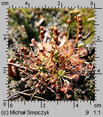 Drosera intermedia (rosiczka pośrednia)