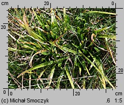 Poa chaixii (wiechlina Chaixa)