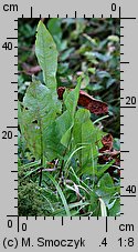 Rumex aquaticus (szczaw wodny)