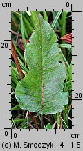 Rumex aquaticus (szczaw wodny)