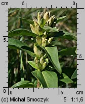 Gentiana cruciata (goryczka krzyżowa)