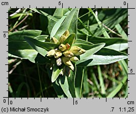 Gentiana cruciata (goryczka krzyżowa)