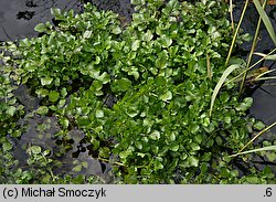 Nasturtium microphyllum (rukiew drobnolistna)