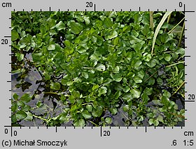 Nasturtium microphyllum (rukiew drobnolistna)