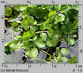 Nasturtium microphyllum (rukiew drobnolistna)