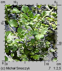 Nasturtium microphyllum (rukiew drobnolistna)