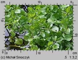 Nasturtium microphyllum (rukiew drobnolistna)