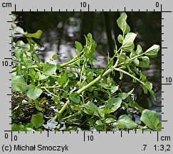 Nasturtium microphyllum (rukiew drobnolistna)