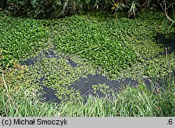 Nasturtium microphyllum (rukiew drobnolistna)