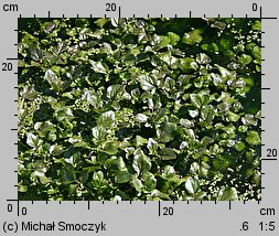 Nasturtium microphyllum (rukiew drobnolistna)