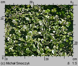 Nasturtium microphyllum (rukiew drobnolistna)