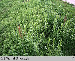 Artemisia dracunculus (bylica draganek)