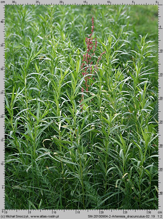 Artemisia dracunculus (bylica draganek)