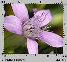 Gentianella bohemica (goryczuszka czeska)