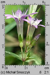 Gentianella bohemica (goryczuszka czeska)