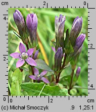 Gentianella bohemica (goryczuszka czeska)