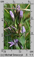 Gentianella bohemica (goryczuszka czeska)