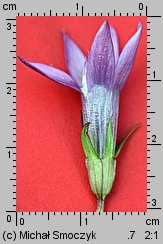 Gentianella bohemica (goryczuszka czeska)