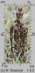 Gentianella bohemica (goryczuszka czeska)