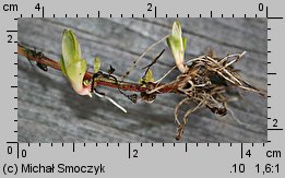 Epilobium ciliatum ssp. ciliatum (wierzbownica gruczołowata)