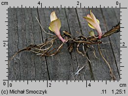 Epilobium ciliatum ssp. ciliatum (wierzbownica gruczołowata)