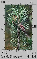 Pinus rotundata (sosna błotna)
