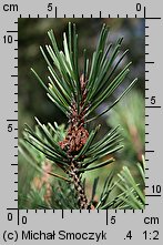 Pinus rotundata (sosna błotna)