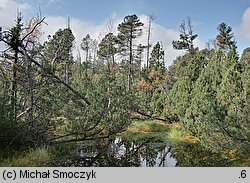 Pinus rotundata (sosna błotna)